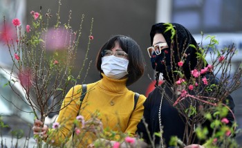 Nắng lên đào Tết bung nở người mua hồ hởi người trồng lo âu