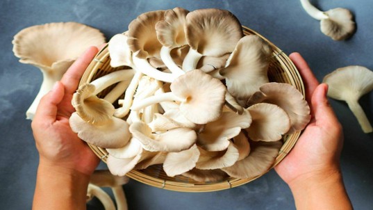 Những công dụng bất ngờ của nấm bào ngư đối với sức khỏe