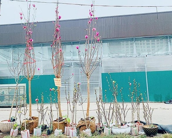 Cây mộc lan đã được bày bán phục vụ người dân chơi Tết sớm.