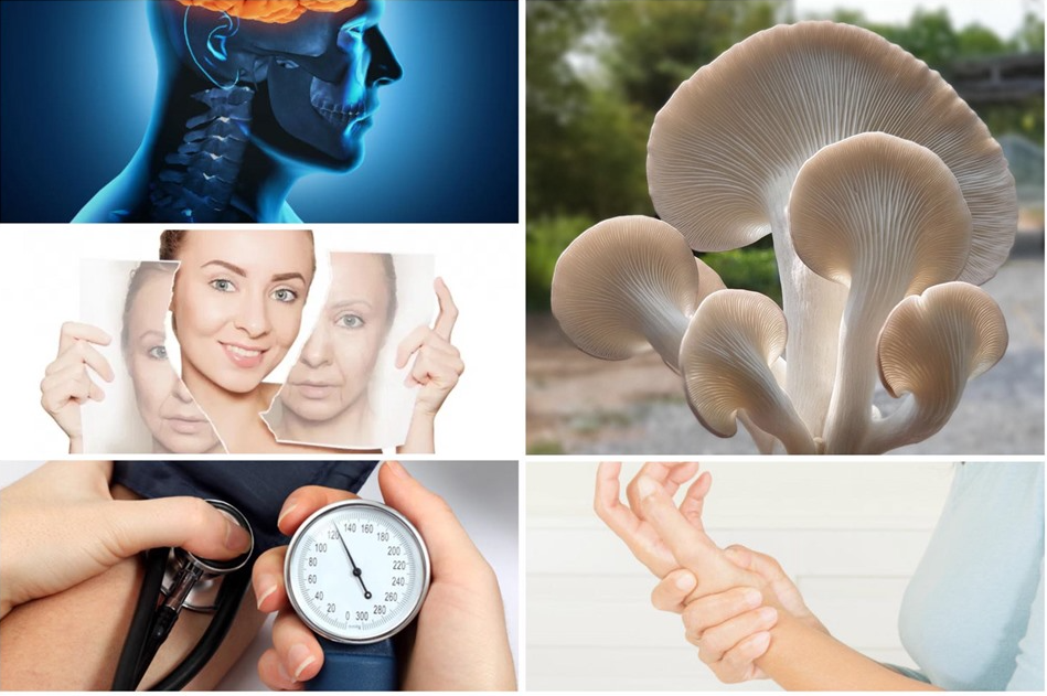 Những công dụng bất ngờ của nấm bào ngư đối với sức khỏe