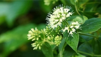 Cây cỏ trông thì tầm thường nhưng chữa dạ dày cực nhạy