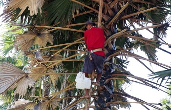 Leo thang cao 30m để lấy loại mật này, đem nấu lên thành đặc sản không chỉ ngon mà còn rất quý