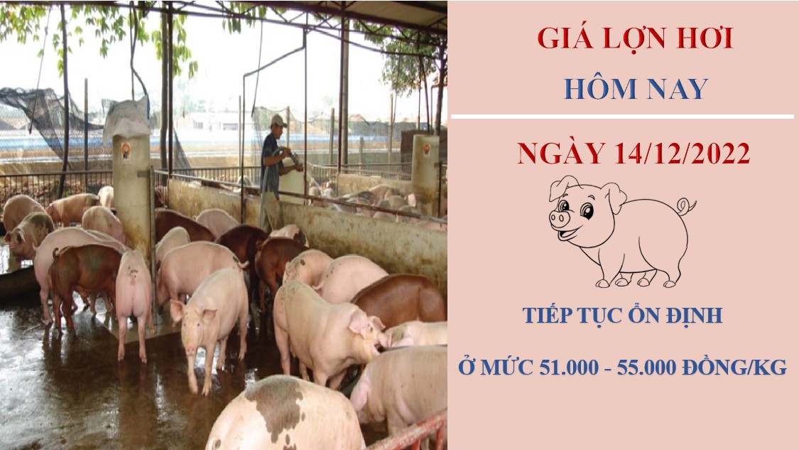 Giá heo hơi hôm nay 14/12/2022: Có xu hướng giảm trên cả nước  do sức mua trên thị trường yếu