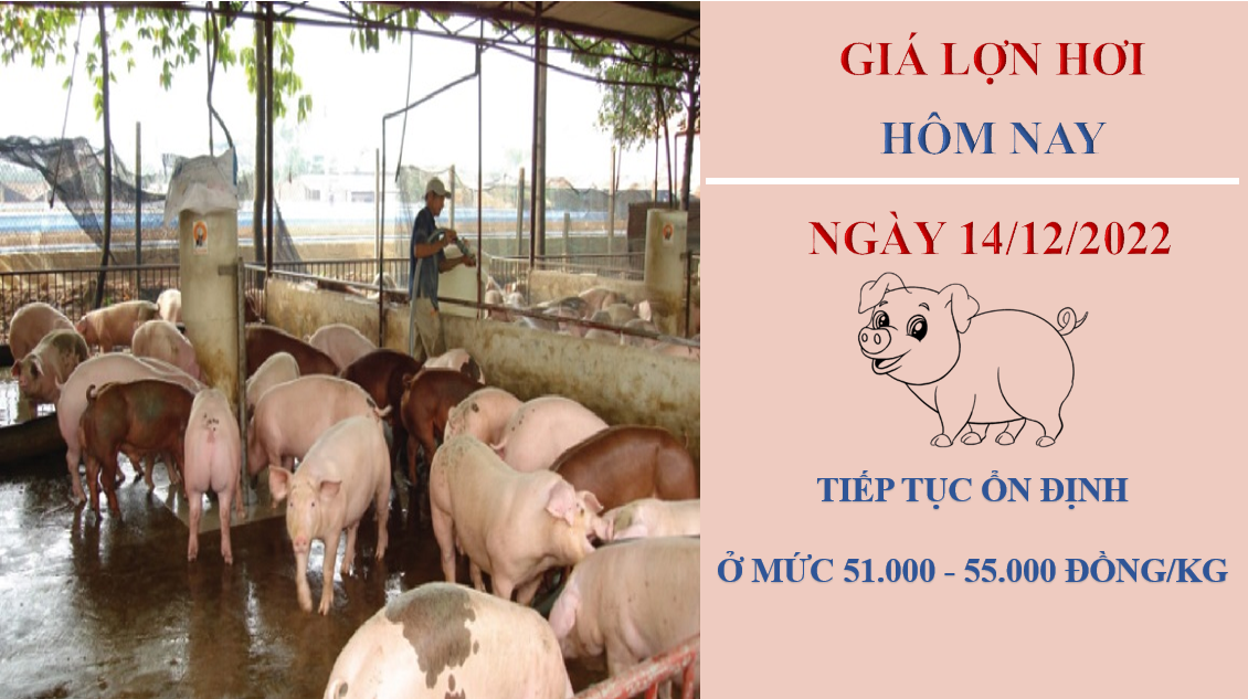 Giá heo hơi hôm nay 14/12/2022: Có xu hướng trên cả nước giảm do sức mua trên thị trường yếu