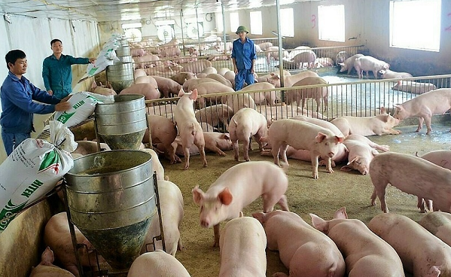 Giá heo hơi hôm nay 14/12/2022: Có xu hướng giảm trên cả nước  do sức mua trên thị trường yếu