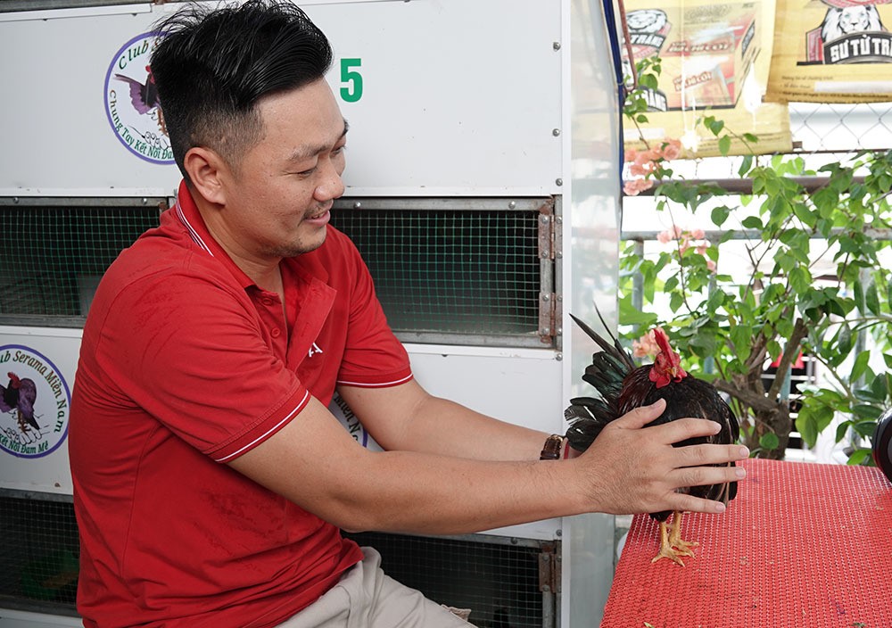 Anh Lâm hiện sở hữu hơn 20 con gà lực sĩ siêu tí hon