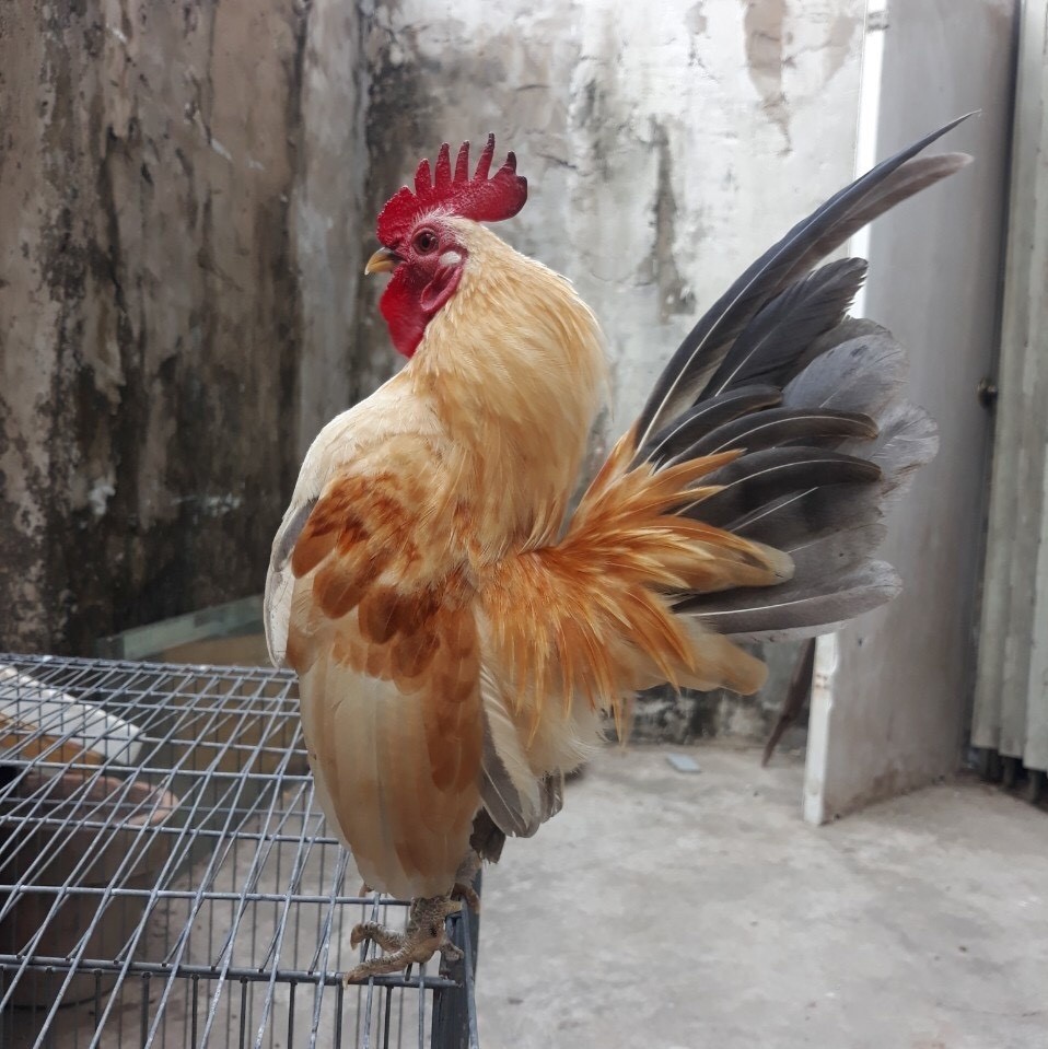 Giống gà lực sĩ có thân hình tí hon, chỉ nặng từ 300 – 350 gram/con