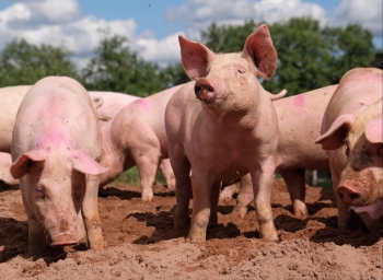 Giá heo hơi hôm nay 14/12 tăng giảm thất thường, làn sóng tiêu dùng có đẩy giá heo tăng thêm?