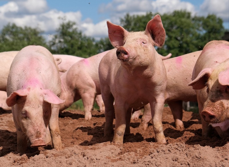 Giá heo hơi hôm nay diễn biến trái chiều giữa miền Bắc và miền Nam.