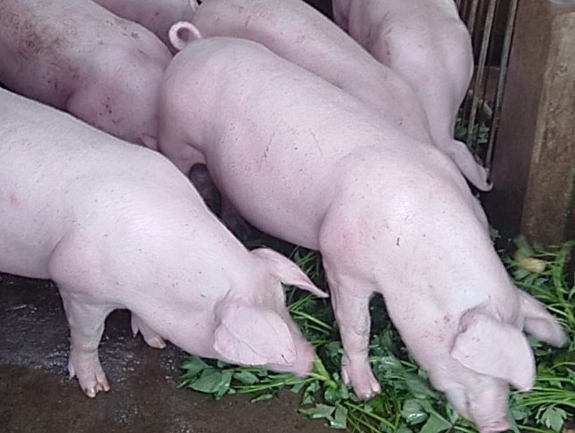 tại khu vực miền Bắc, thị trường heo hơi ghi nhận tăng 1.000 đồng/kg ở một vài nơi.