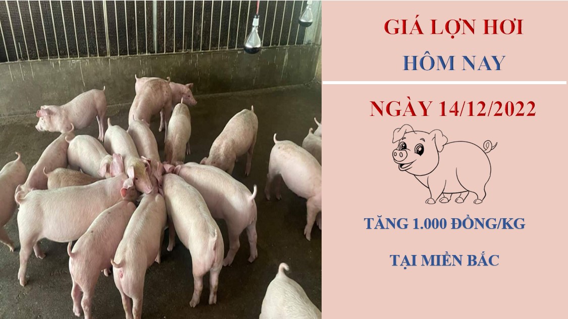 Giá heo hơi hôm nay 14/12/2022: Biến động trái chiều ở hai miền Bắc và Nam