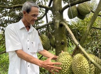 Sầu riêng xuất khẩu Trung Quốc tranh mua phá giá, doanh nghiệp bị đẩy vào thế bí