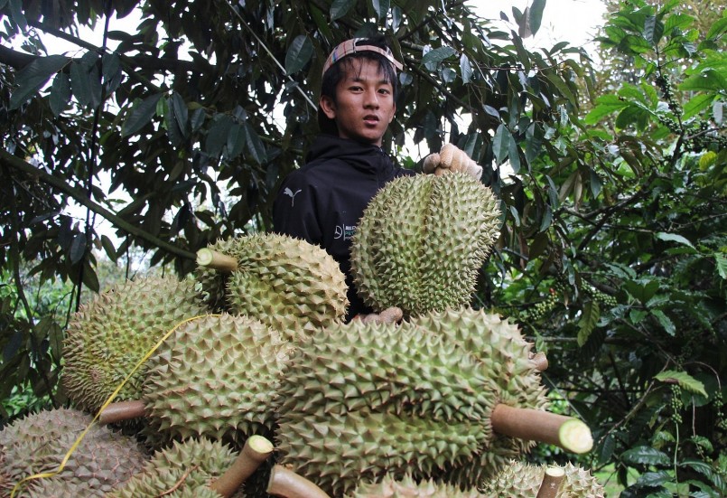 Thay vì chỉ xuất tươi, cần xúc tiến cả mặt hàng sầu riêng cấp đông sang Trung Quốc vì giá trị sản phẩm xuất khẩu rất cao.