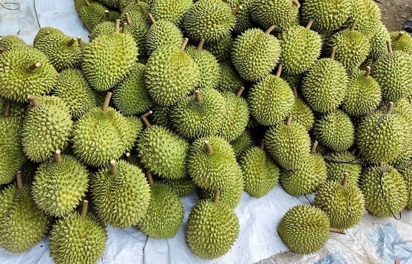 Trái sầu riêng tăng cao và xuất hiện tình trạng doanh nghiệp tranh mua.