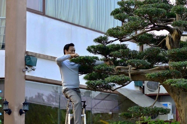 Ông Thành tự tay chăm sóc tỉ mỉ cho cây tùng bạc tỷ Ông Thành tự tay chăm sóc tỉ mỉ cho cây tùng bạc tỷ