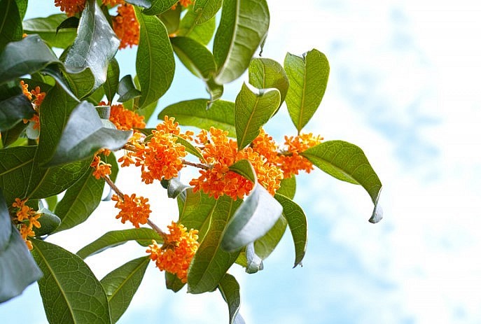 Hoa của cây mộc vàng Nhật Bản.