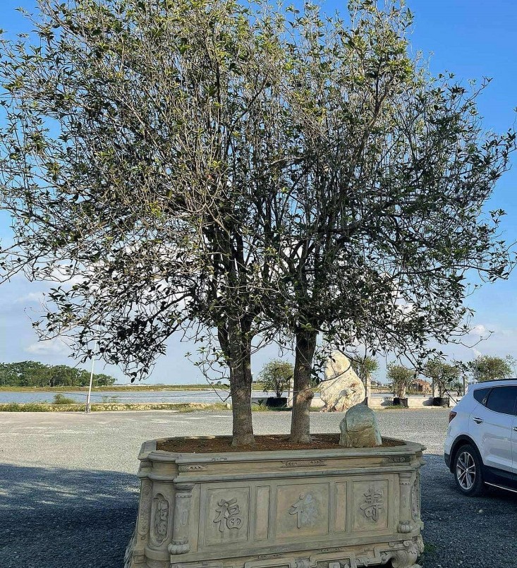 Cặp mộc hương Việt Nam từng gây xôn xao khi được định giá tới 1 triệu USD.