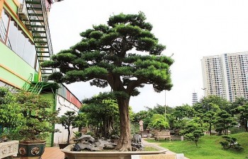 Bán nhà trên phố để mua cây tùng hơn 300 tuổi về ngắm, giới chơi cây được phen “mắt chữ O mồm chữ A”
