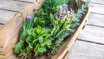 Nhiều loại rau gia vị có sẵn trong bếp nhưng có tác dụng quý như thuốc