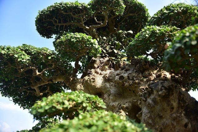 Theo ông Hòa, cây duối này trước kia mọc ở bờ ao của một làng ở tỉnh Bắc Giang. Khi tỉnh mở rộng khu đài tưởng niệm, cây này được bán cho dân. Sau khi biết được, ông Hòa đã lên tận nơi mua về