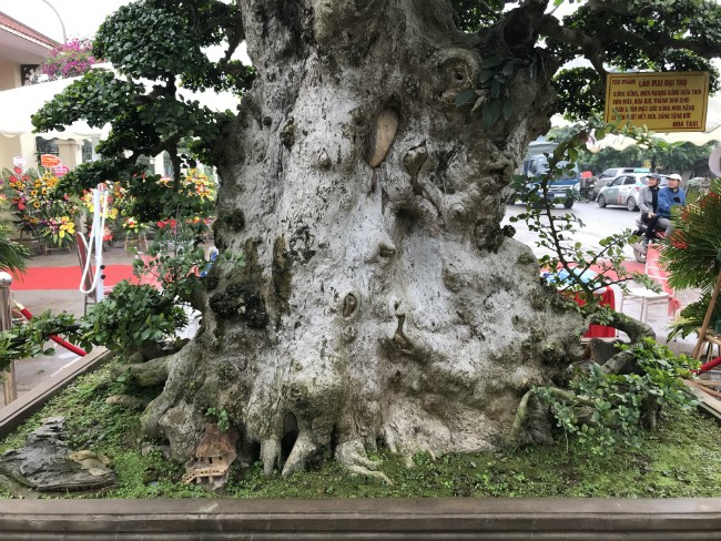 Gốc cây lớn đến mức hai người ôm không hết