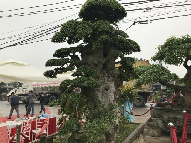 Dù được trả mức giá ngang với căn biệt thự nhưng với ông Hoà, cây cảnh là niềm đam mê, ông chủ yếu chăm sóc để ngắm và chưa có ý định bán