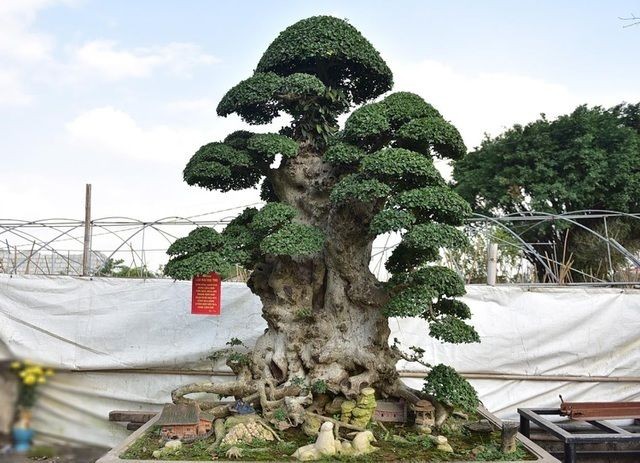 Tuy nhiên, để có thể sở hữu được cây duối này, ông đã phải kiên trì, cõng 2 bao tải tiền nặng trĩu trên vai trị giá 320 triệu đồng đến nhà chủ cây báo danh 2 năm