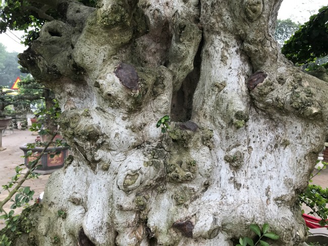 Quá cảm động với tấm chân tình, chủ cây không những trao truyền lại báu vật còn tặng ông quyển sách ghi lại phương thức tạo dáng cây