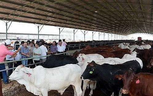 Mảng nông nghiệp đang đem lại lợi nhuận cao cho Tập đoàn HAGL.