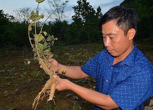 Những củ sâm Mã Viện (sâm Ẳng Bằng) mọc tự nhiên như cây dại trên núi hoặc trong vườn.