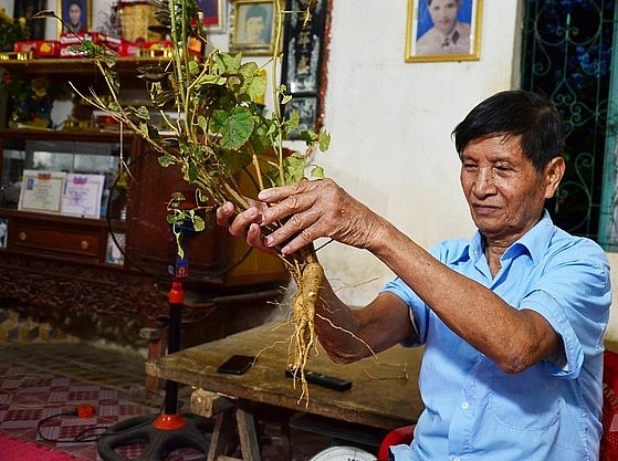 Ông Bùi Xuân Biền bên những củ sâm Mã Viện. Ảnh: Dương Đình Tường.