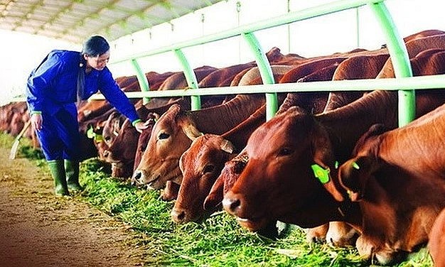 Chế độ dinh dưỡng của bò Lamon thuần thực vật từ cỏ voi, cám gạo, bắp, sắn, thảo mộc... 