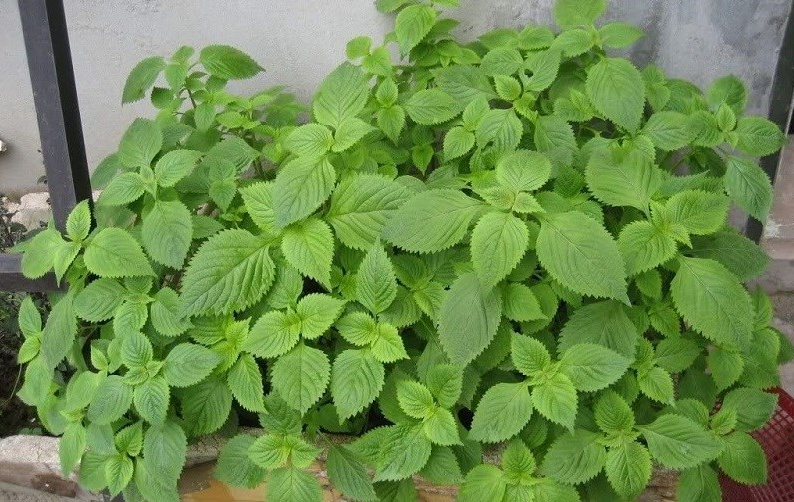 Thảo mộc trong vườn nhà tốt cho sức khỏe