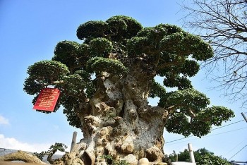 Ly kỳ “cụ” duối cổ 100 tuổi xưa mọc ở bờ ao, nay đại gia chồng 10 tỷ, gia chủ nhất quyết không bán