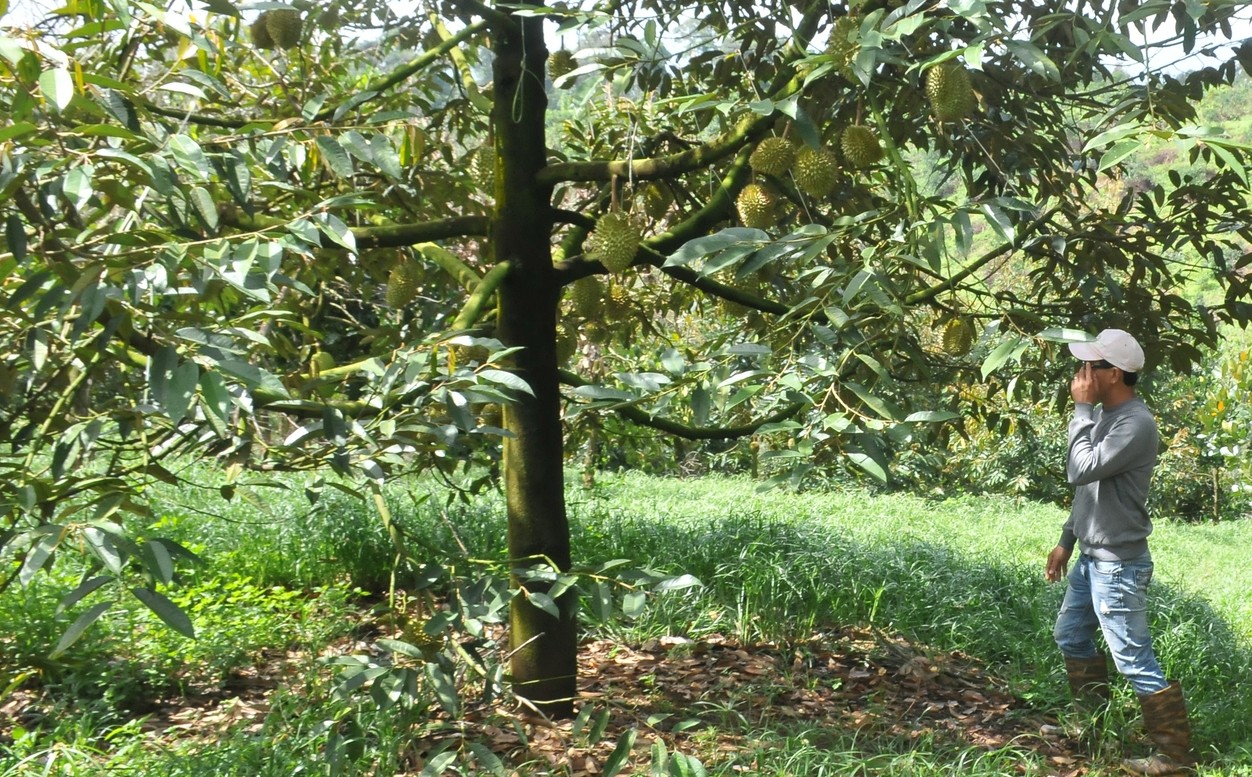 Theo tính toán của anh Kiệp, mỗi cây sầu riêng có thể cho thu nhập gần 20 triệu đồng