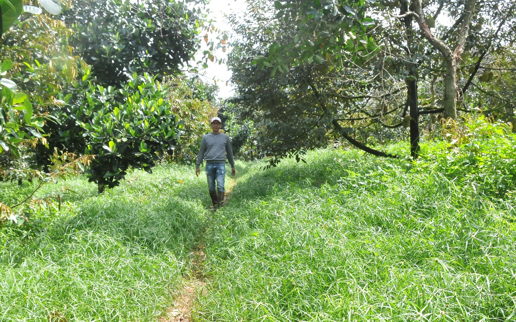 Vườn sầu riêng của anh Kiệp được trồng hoàn toàn theo hướng hữu cơ