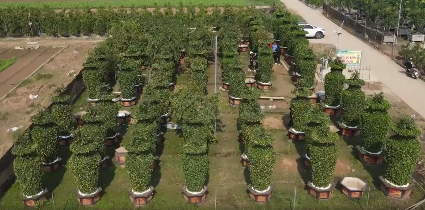 Độc đáo vườn quýt “khủng” tạo dáng cúp vàng World Cup sẵn sàng đón Tết