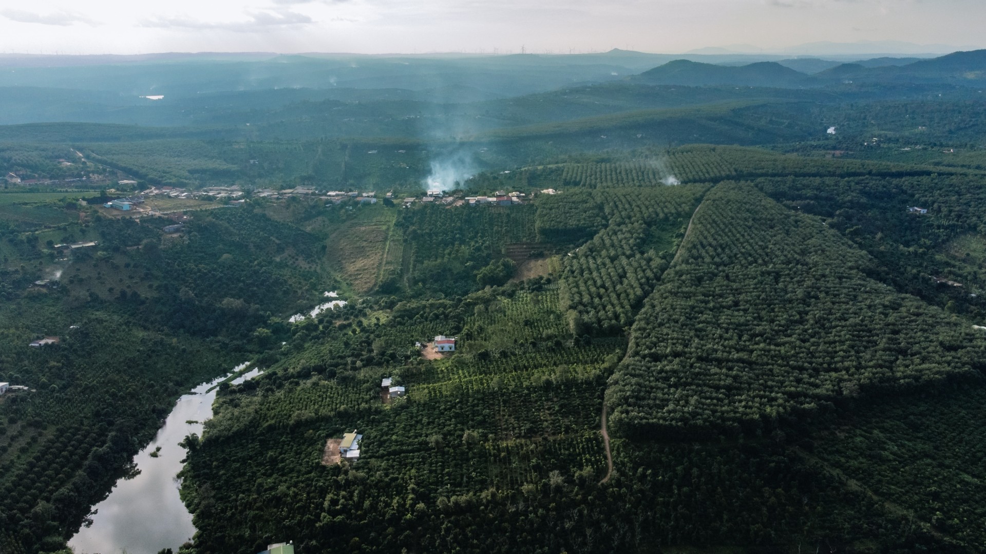 Ở tỉnh Đắk Lắk, những cây cà phê giống Buorbon chủ yếu nằm rải rác trong các vườn cà phê chè, hoặc phát triển tự nhiên trên Đồi 900 thuộc xã Dliê Ya (huyện Krông Năng). Thế nhưng, không nhiều người biết về giống cà phê có màu vàng đặc trưng này, mà chỉ những người đam mê cà phê mày mò, tìm hiểu mới biế