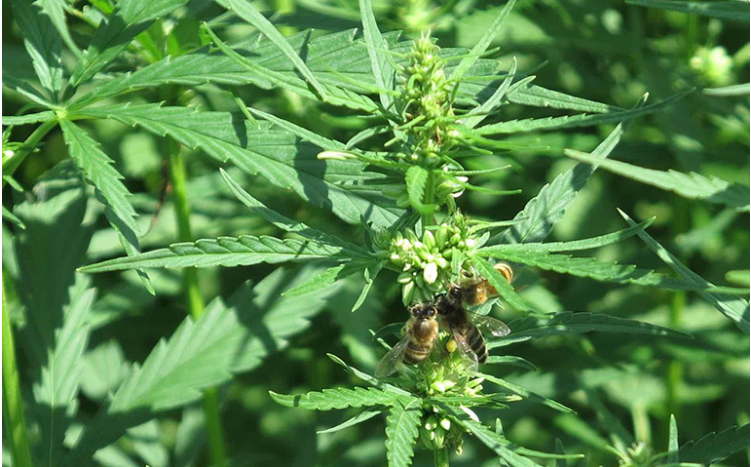 cây gai dầu – còn có tên gọi quen thuộc khác là cây cần sa