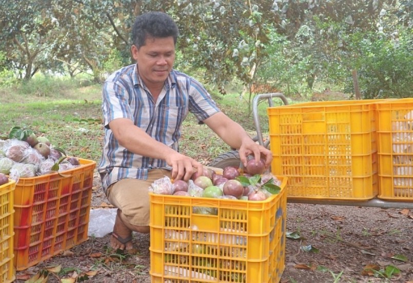 Trái vú sữa tím Sóc Trăng đã năm bắt cơ hội để hiện diện tại thị trường Mỹ từ đó nâng cao giá trị và thương hiệu. 
