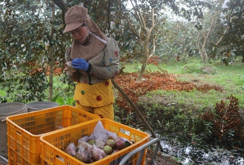 Trái vũ sữa của HTX Nông nghiệp Lộc - Mãi được xuất khẩu sang thị trường Mỹ.