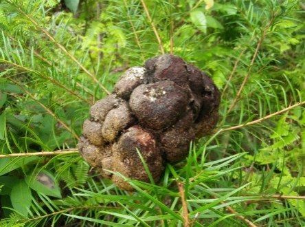 Nấm phục linh thiên là một trong những loại nấm quý hiếm ở Việt Nam có giá lên tới cả chục triệu đồng