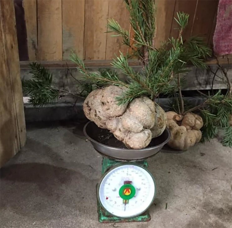 Khách mua loại nấm này chủ yếu là chủ các phòng khám Đông Y ở các tỉnh như: Hà Nội, Nam Định, Hải Phòng…. 