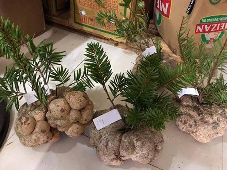 Theo sách cổ Trung Hoa, loại nấm này có tác dụng bồi bổ, tráng kiện cơ thể, phục hồi sức khỏe, lợi tiểu, tiêu độc....