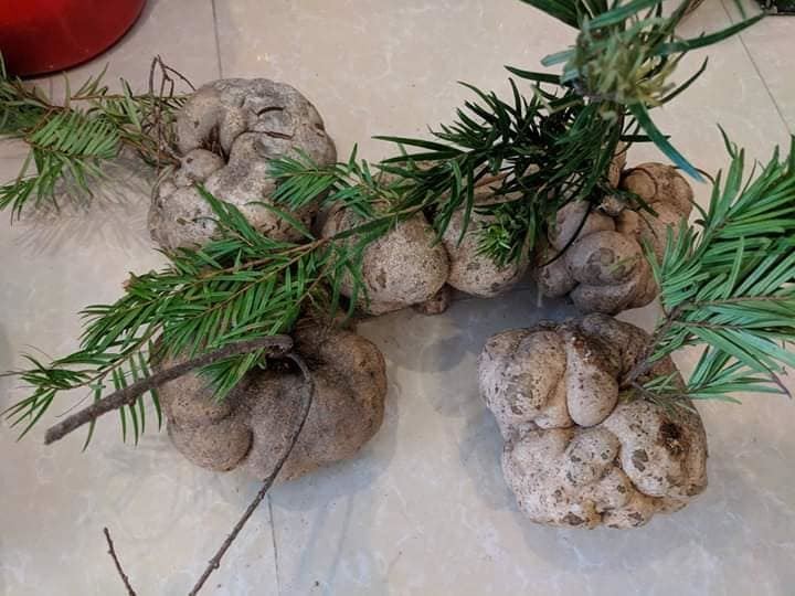 Nấm phục linh thiên có cân nặng trung bình từ 500gr-2kg/củ, trong đó có những củ lên tới 10-15 kg