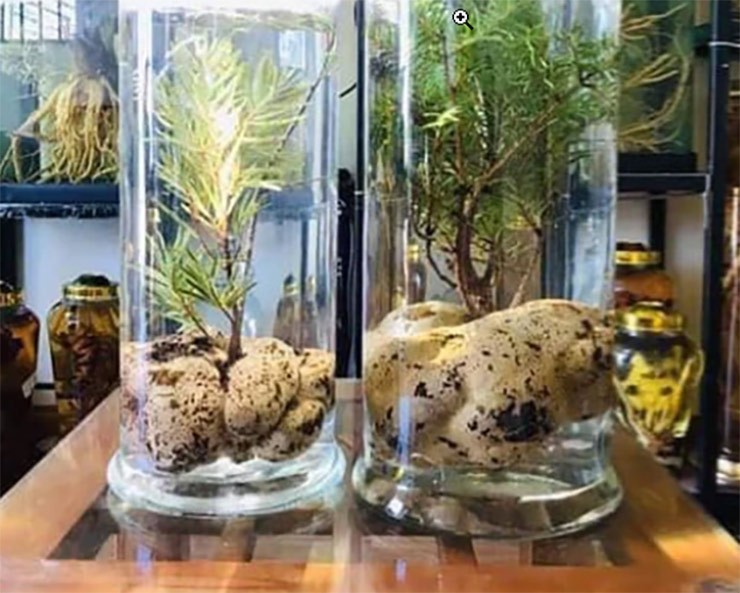 Nấm phục linh thiên dùng để ngâm rượu, sắc thuốc uống hoặc ăn trực tiếp