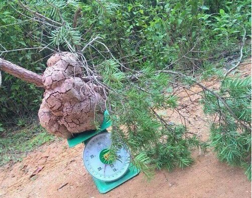 Củ nấm phục linh khi vẫn còn nguyên nhành cây đâm xuyên qua