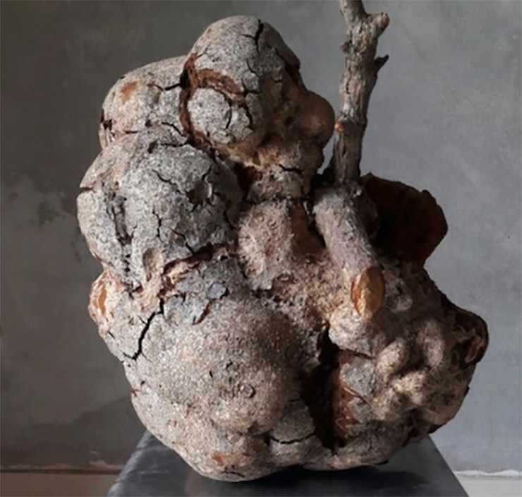 Trên thị trường, giá nấm phục linh thiên dao động từ 400 nghìn đến 1 triệu đồng/kg