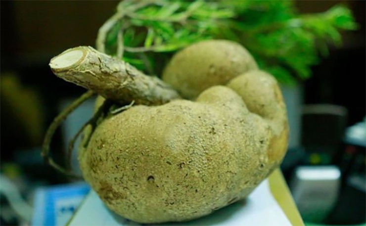 Theo quan sát, loại nấm này có hình dáng sần sùi với những cục u sần màu xám