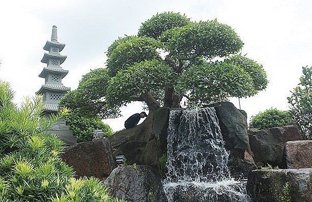 Cây sung quý được chủ nhân mua của một nghệ nhân nổi tiếng ở làng cây cảnh cổ làng Vị Khê.